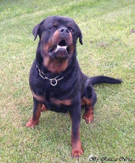 Arko - Roccia Nera